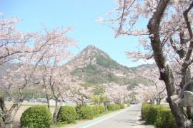 太郎坊山と桜イメージ