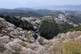 吉野上千本イメージ