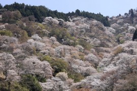 吉野中千本イメージ