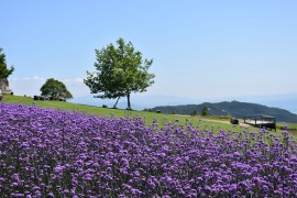 画像提供あわじ花さじき　6月上旬～7月上旬ｲﾒｰｼﾞ