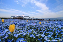 ネモフィライメージ　写真提供：大阪まいしまシーサイドパーク