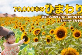 ひまわりイメージ